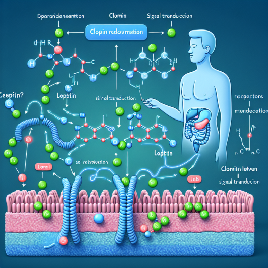 Wie Clomid die Leptinregulation beeinflusst
